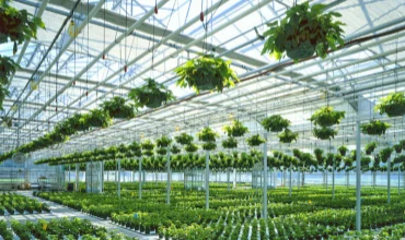 Commercial Greenhouses
