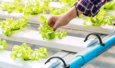 Hydroponic Systems